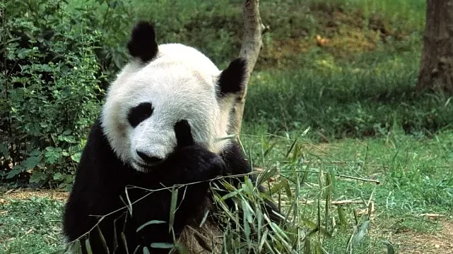 ‘Asya’nın Vahşi Sırları Özel’, 13 Eylül Cumartesi 20.00’de National Geographic WILD Ekranlarında İzleyicilerle Buluşuyor!