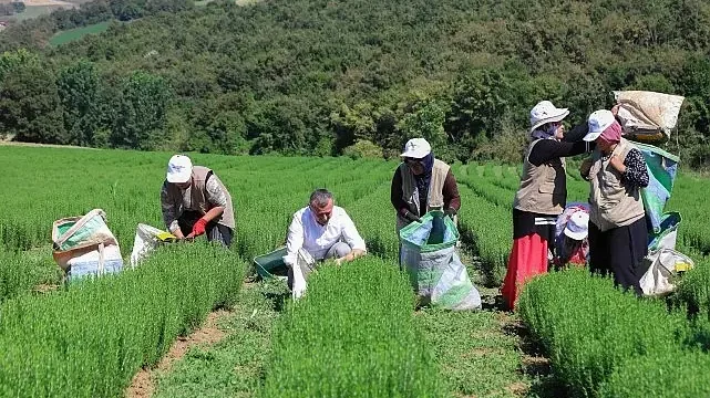 Büyükşehir destekliyor, üretim artıyor
