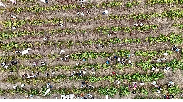 Coğrafi İşaretli Ada Karası Üzüm Hasadı Gerçekleşti