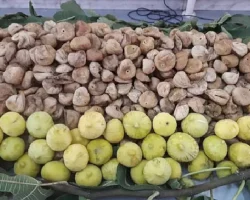 Kuru incirin ihracat yolculuğu 15 Ekim’de başlayacak