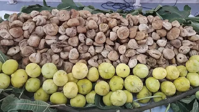 Kuru incirin ihracat yolculuğu 15 Ekim’de başlayacak