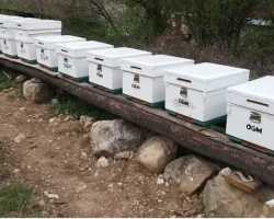 OGM: Odun dışı orman ürünlerinden ekonomiye 12 milyar TL katkı