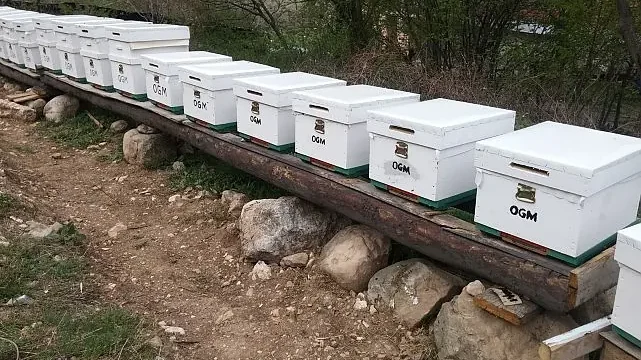 OGM: Odun dışı orman ürünlerinden ekonomiye 12 milyar TL katkı