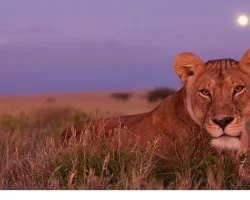 ‘Ölümcül Safari’, Serinin Devam Bölümleriyle 7 Eylül’den İtibaren Pazar Günleri 20.00’de National Geographic WILD Ekranlarında!