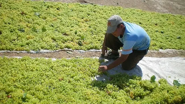 Türkiye, çekirdeksiz kuru üzümde 2024/25 sezonunu enlerde yaşadı