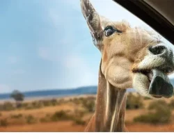 Yeni Seri ‘Vahşi Türden Yakınlaşmalar’,   3 Eylül Çarşamba 20.00’de İki Bölümüyle   National Geographic WILD Ekranlarında İzleyicilerle Buluşuyor!