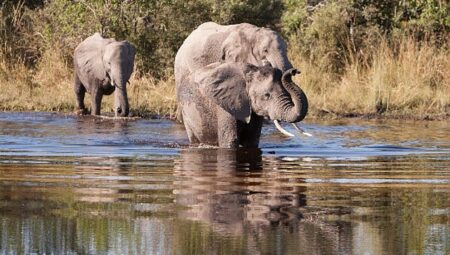 ‘Afrika’nın Gizemli Nehri’,   1 Ağustos Cumartesi Saat 20.00’de  National Geographic WILD Ekranlarında İzleyicilerle Buluşuyor!