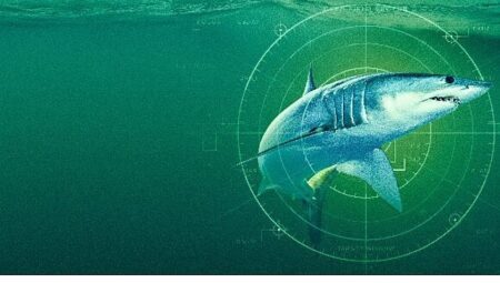‘Dünyanın En Büyük Mako Köpekbalığı’,   19 Temmuz Pazar Saat 20.00’de  National Geographic WILD Ekranlarında!