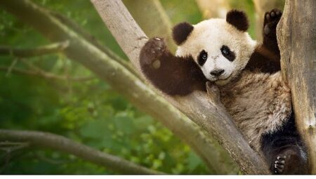 İzleyicileri Eğlenceli Bir Yolculuğa Çıkaracak  ‘Panda Akademisi’,   2 Ağustos Pazar Saat 20.00’de  National Geographic WILD Ekranlarında Başlıyor!