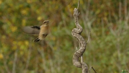 ‘Muhteşem Yırtıcılar: Zehirliler’,   18 Temmuz Cumartesi Saat 20.00’de  National Geographic WILD Ekranlarında İzleyicilerle Buluşuyor!