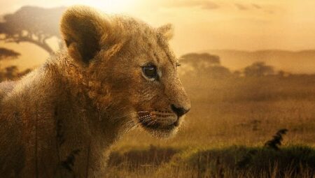 4 Bölümlük Belgesel Seri “Aslan Kralın Doğuşu” 19 ve 26 Ağustos Çarşamba Günleri 20.00’de İki Bölüm Art Arda National Geographic Ekranlarına Geliyor