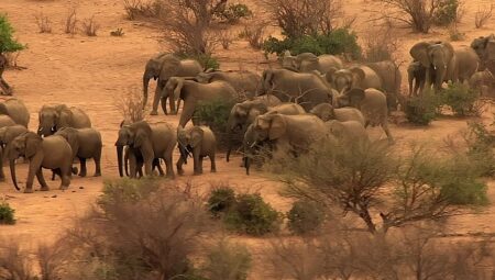 ‘Fil Dünyası’,   12 Ağustos Çarşamba Saat 20.00’de   National Geographic WILD Ekranlarında!