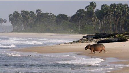 ‘Gabon’un Sörfçüleri: Ormandan Okyanusa’,   22 Ağustos Cumartesi Saat 20.00’de  National Geographic WILD Ekranlarında İzleyicilerle Buluşuyor!