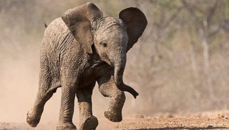 ‘Küçük Devler’,   23 Ağustos Pazar Saat 20.00’de  National Geographic WILD Ekranlarında!